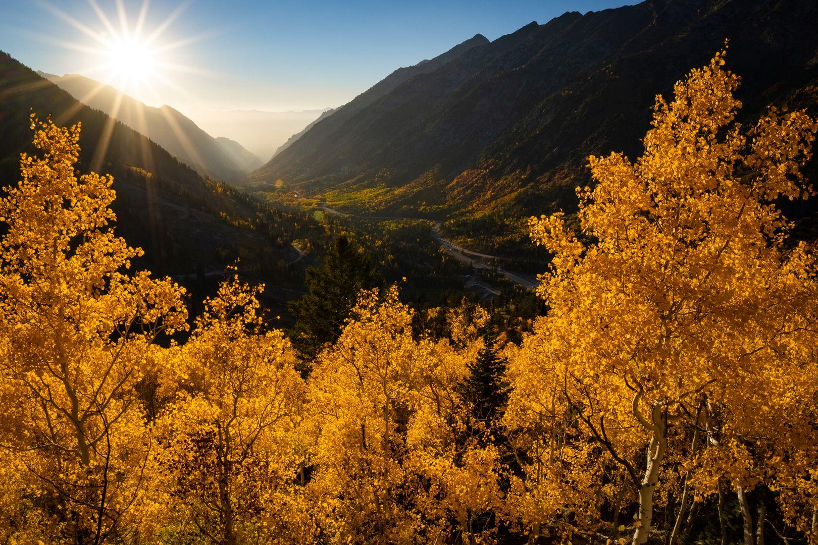 Fall Trees